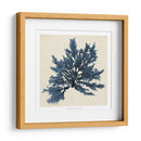 Algas Costeras Ix - Vision Studio | Cuadro decorativo de Canvas Lab