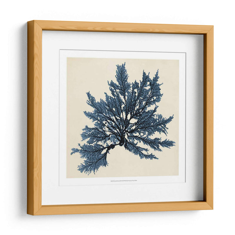 Algas Costeras Ix - Vision Studio | Cuadro decorativo de Canvas Lab