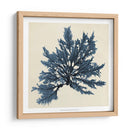 Algas Costeras Ix - Vision Studio | Cuadro decorativo de Canvas Lab