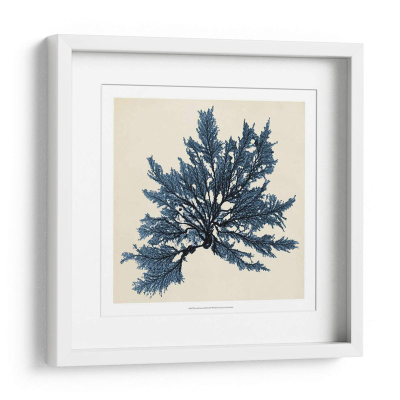 Algas Costeras Ix - Vision Studio | Cuadro decorativo de Canvas Lab