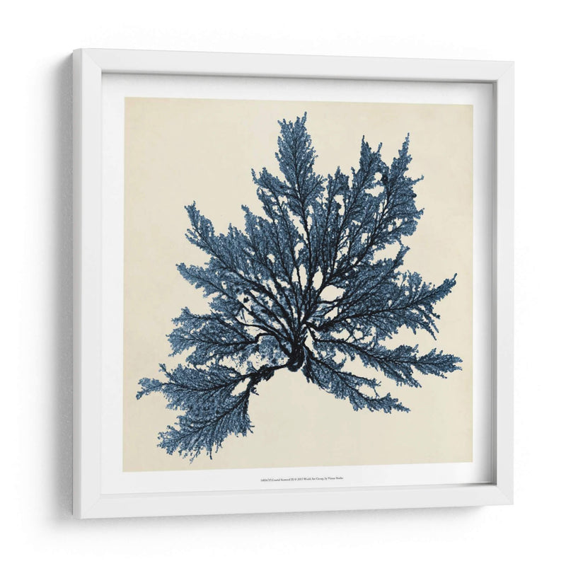 Algas Costeras Ix - Vision Studio | Cuadro decorativo de Canvas Lab