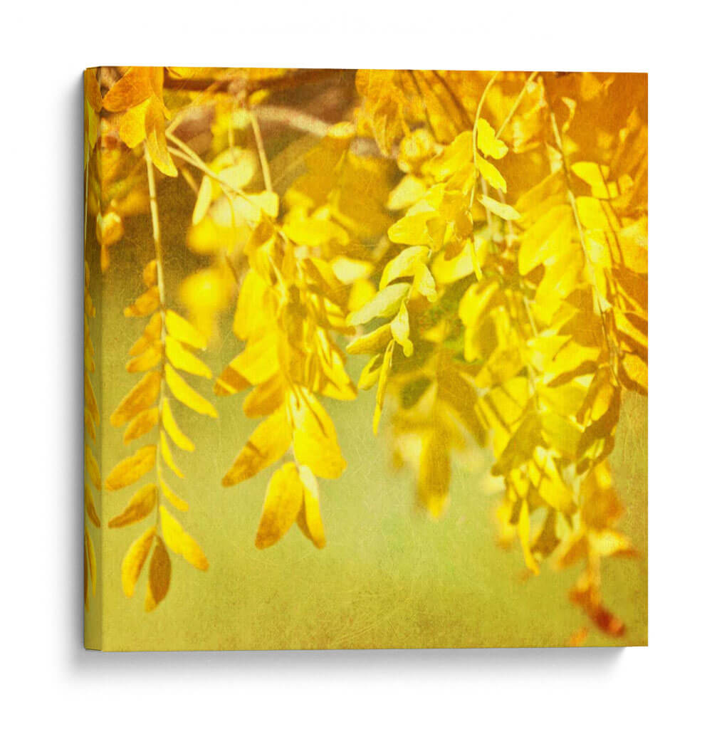 Fotografía De Otoño I - Sylvia Coomes | Cuadro decorativo de Canvas Lab