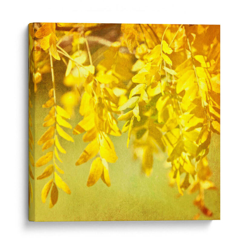 Fotografía De Otoño I - Sylvia Coomes | Cuadro decorativo de Canvas Lab