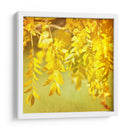 Fotografía De Otoño I - Sylvia Coomes | Cuadro decorativo de Canvas Lab