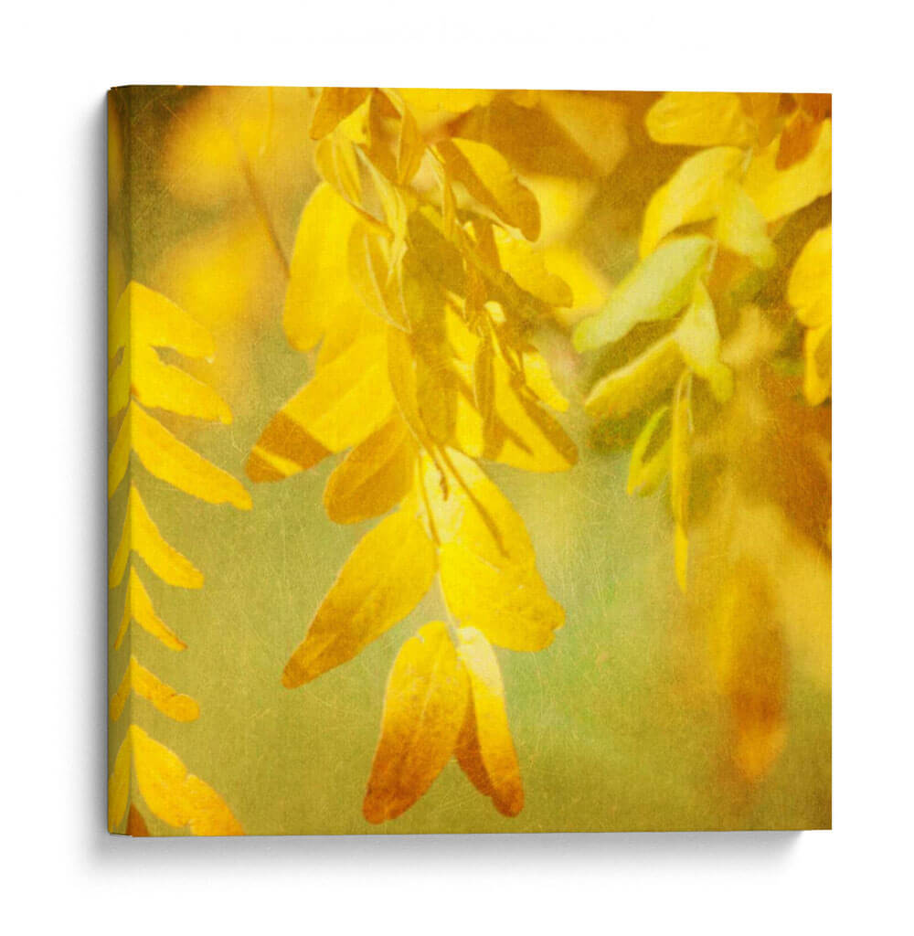 Fotografía De Otoño Ii - Sylvia Coomes | Cuadro decorativo de Canvas Lab