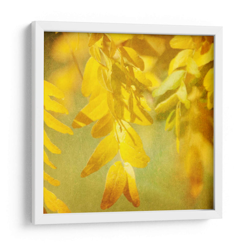 Fotografía De Otoño Ii - Sylvia Coomes | Cuadro decorativo de Canvas Lab