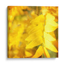 Fotografía De Otoño Iii - Sylvia Coomes | Cuadro decorativo de Canvas Lab