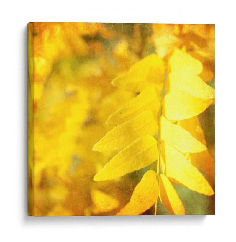 Fotografía De Otoño Iii - Sylvia Coomes | Cuadro decorativo de Canvas Lab