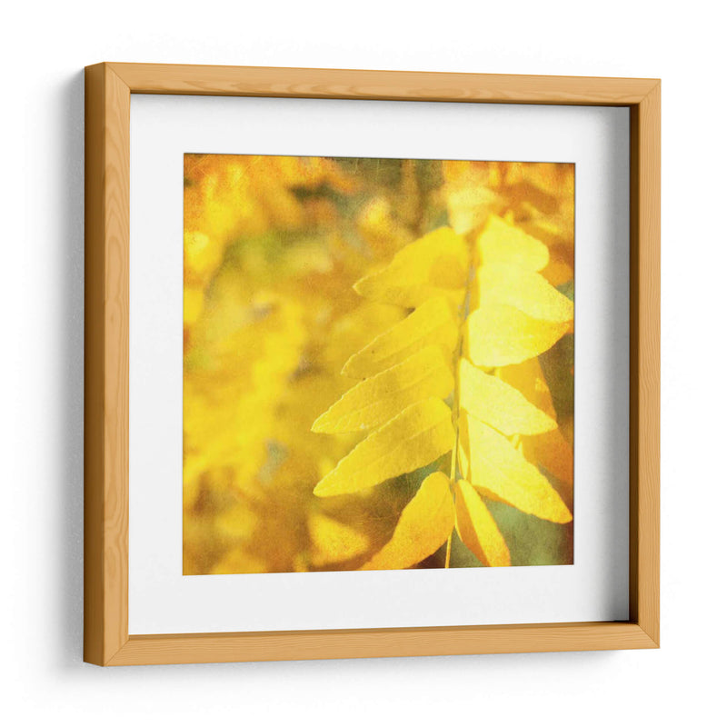 Fotografía De Otoño Iii - Sylvia Coomes | Cuadro decorativo de Canvas Lab