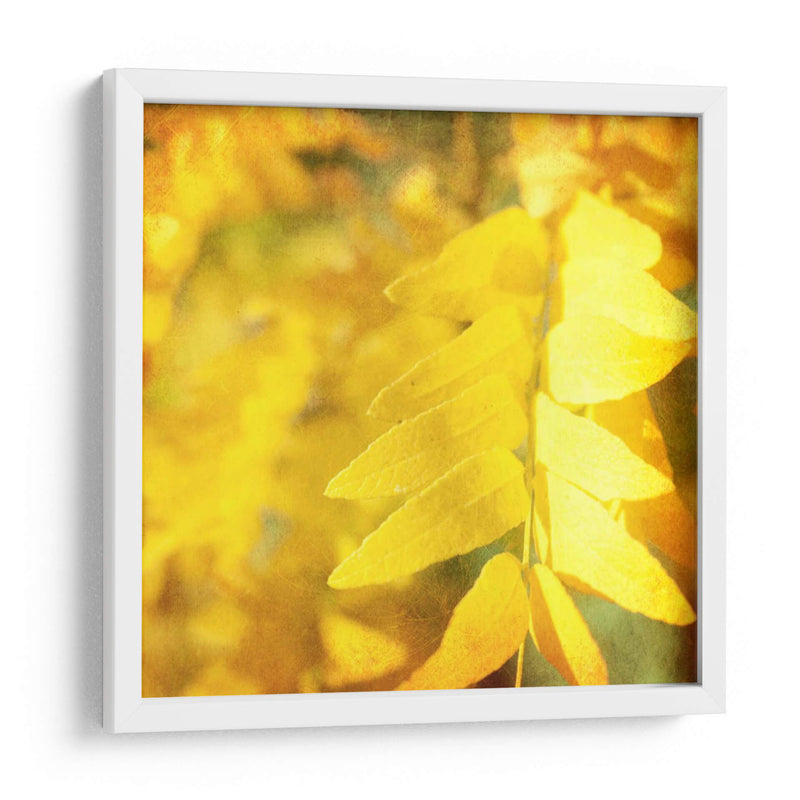 Fotografía De Otoño Iii - Sylvia Coomes | Cuadro decorativo de Canvas Lab
