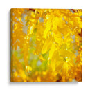 Fotografía De Otoño Iv - Sylvia Coomes | Cuadro decorativo de Canvas Lab