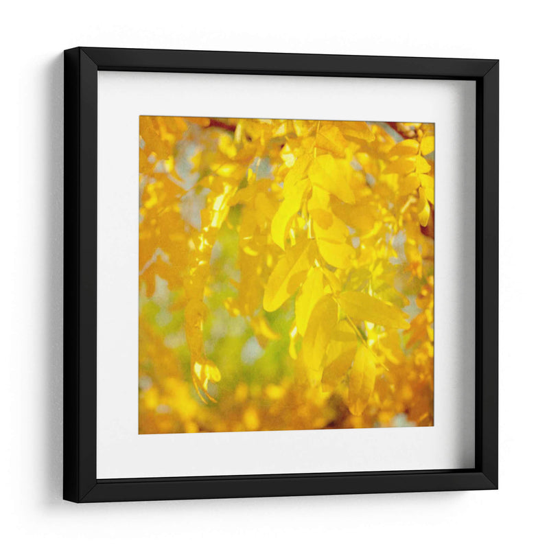 Fotografía De Otoño Iv - Sylvia Coomes | Cuadro decorativo de Canvas Lab