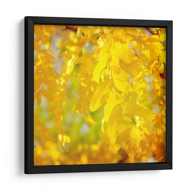 Fotografía De Otoño Iv - Sylvia Coomes | Cuadro decorativo de Canvas Lab