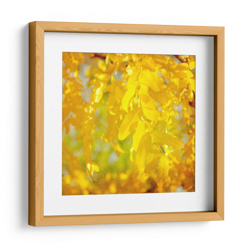 Fotografía De Otoño Iv - Sylvia Coomes | Cuadro decorativo de Canvas Lab