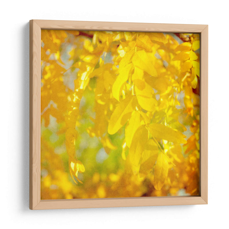 Fotografía De Otoño Iv - Sylvia Coomes | Cuadro decorativo de Canvas Lab