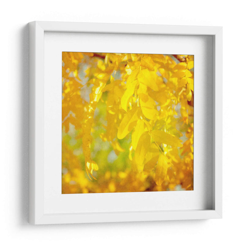 Fotografía De Otoño Iv - Sylvia Coomes | Cuadro decorativo de Canvas Lab