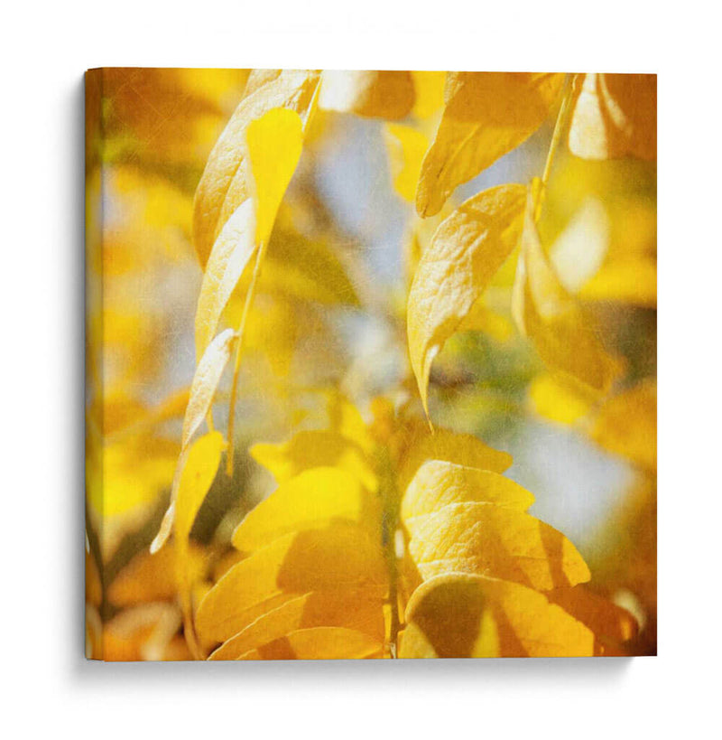 Fotografía De Otoño V - Sylvia Coomes | Cuadro decorativo de Canvas Lab