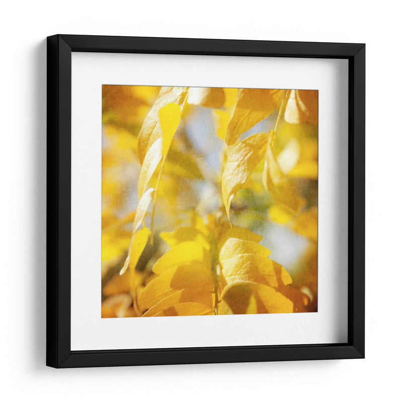 Fotografía De Otoño V - Sylvia Coomes | Cuadro decorativo de Canvas Lab