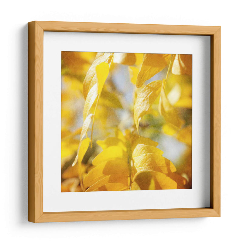 Fotografía De Otoño V - Sylvia Coomes | Cuadro decorativo de Canvas Lab