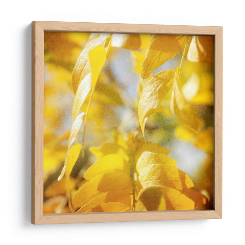 Fotografía De Otoño V - Sylvia Coomes | Cuadro decorativo de Canvas Lab