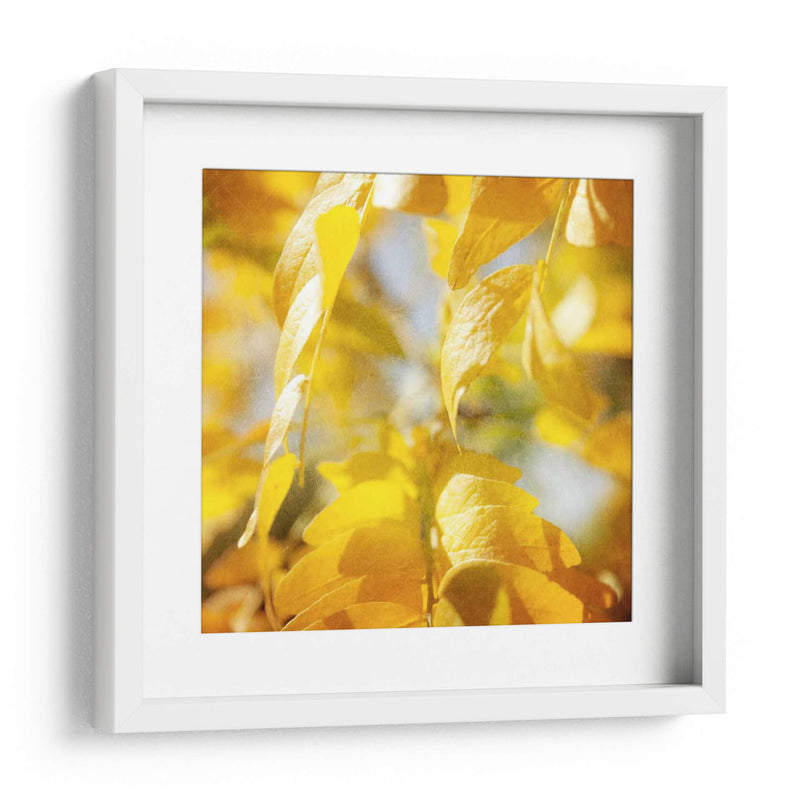 Fotografía De Otoño V - Sylvia Coomes | Cuadro decorativo de Canvas Lab