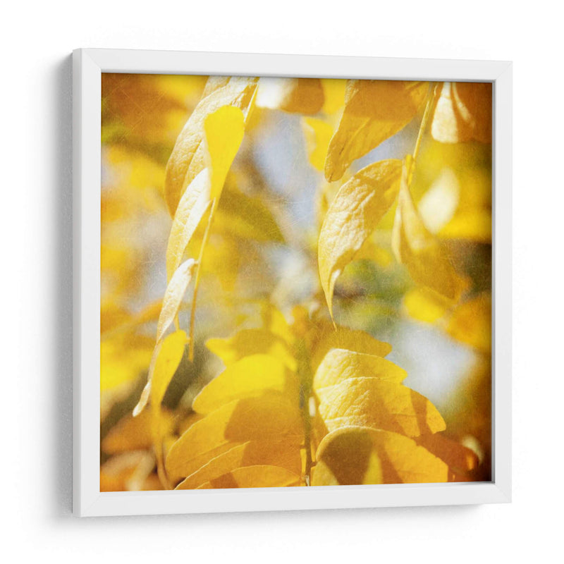 Fotografía De Otoño V - Sylvia Coomes | Cuadro decorativo de Canvas Lab