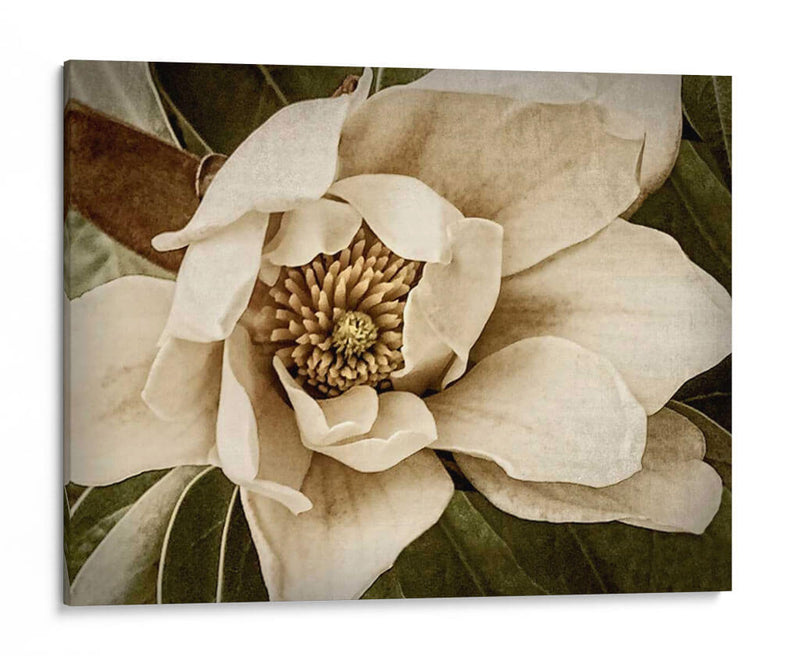 Magnolia Clásica I - Rachel Perry | Cuadro decorativo de Canvas Lab