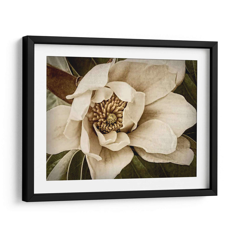 Magnolia Clásica I - Rachel Perry | Cuadro decorativo de Canvas Lab
