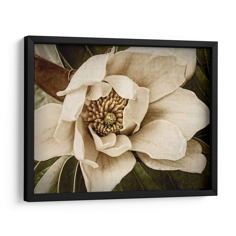 Magnolia Clásica I - Rachel Perry | Cuadro decorativo de Canvas Lab