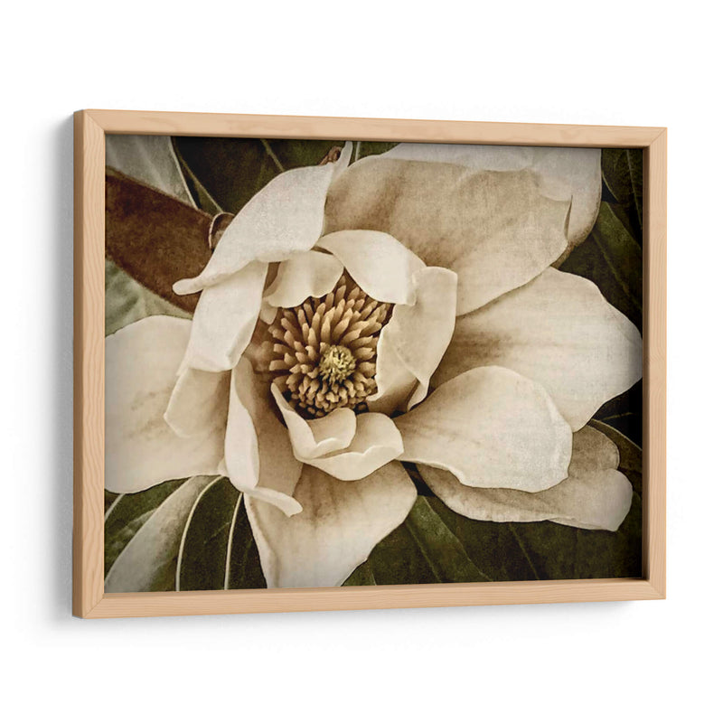 Magnolia Clásica I - Rachel Perry | Cuadro decorativo de Canvas Lab