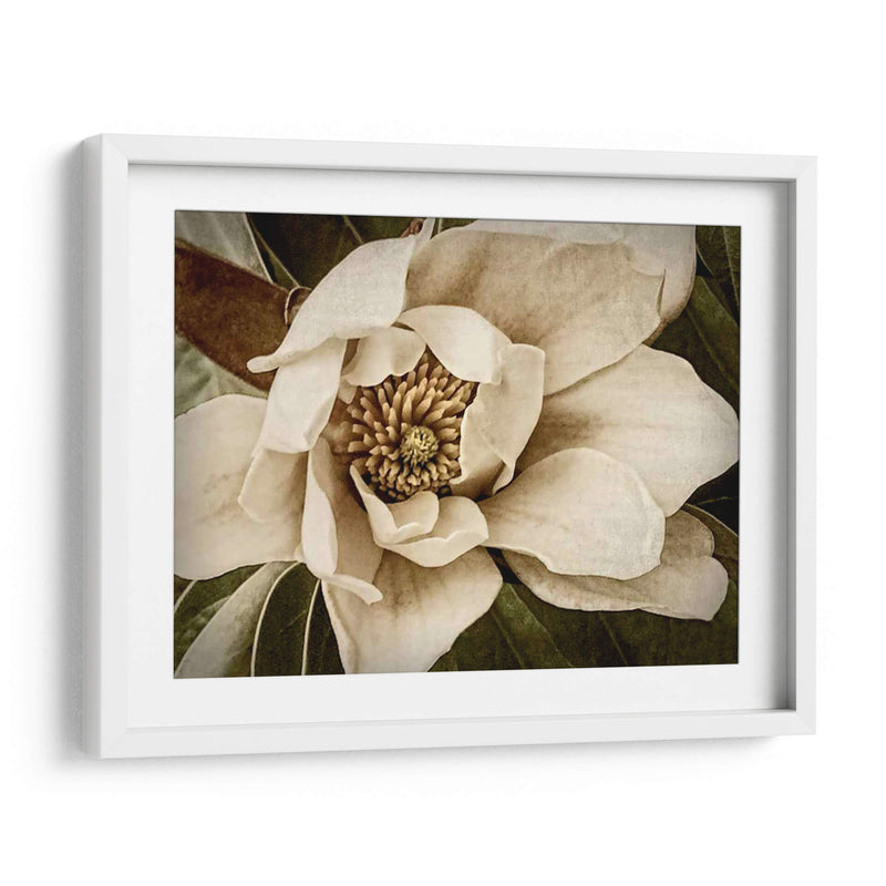 Magnolia Clásica I - Rachel Perry | Cuadro decorativo de Canvas Lab