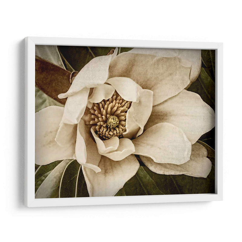 Magnolia Clásica I - Rachel Perry | Cuadro decorativo de Canvas Lab