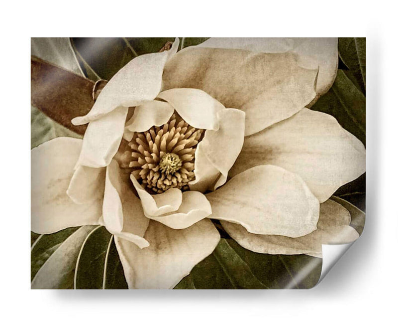 Magnolia Clásica I - Rachel Perry | Cuadro decorativo de Canvas Lab