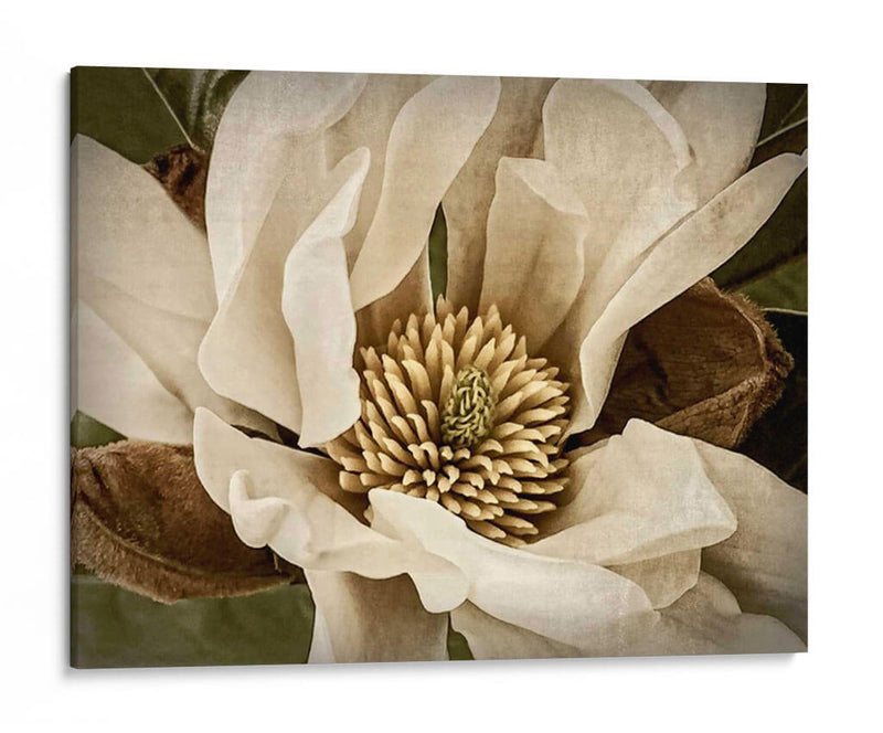 Magnolia Clásica Ii - Rachel Perry | Cuadro decorativo de Canvas Lab