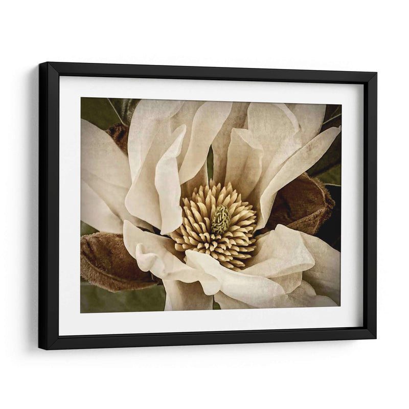 Magnolia Clásica Ii - Rachel Perry | Cuadro decorativo de Canvas Lab