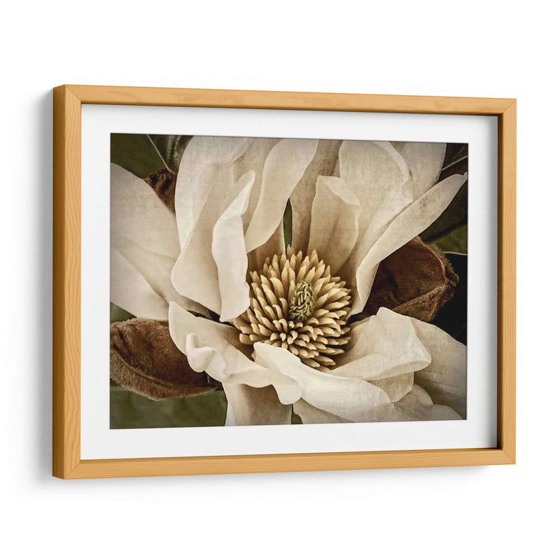 Magnolia Clásica Ii - Rachel Perry | Cuadro decorativo de Canvas Lab