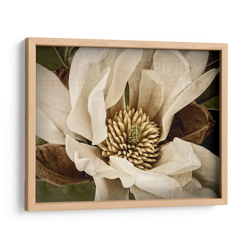 Magnolia Clásica Ii - Rachel Perry | Cuadro decorativo de Canvas Lab
