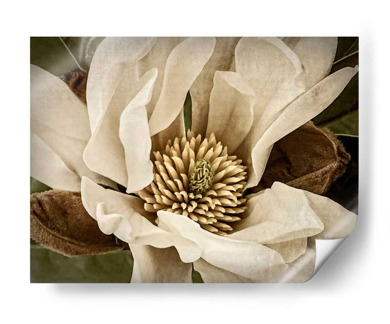 Magnolia Clásica Ii - Rachel Perry | Cuadro decorativo de Canvas Lab