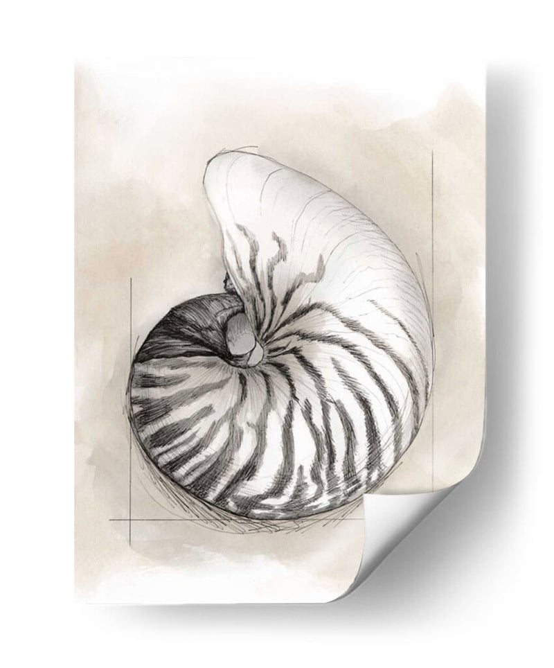 Shell Esquemático Ii - Megan Meagher | Cuadro decorativo de Canvas Lab