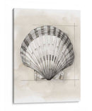 Shell Esquemático Iii - Megan Meagher | Cuadro decorativo de Canvas Lab