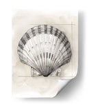 Shell Esquemático Iii - Megan Meagher | Cuadro decorativo de Canvas Lab