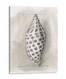 Shell Esquemático Iv - Megan Meagher | Cuadro decorativo de Canvas Lab