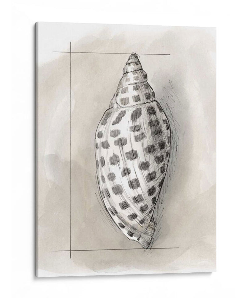 Shell Esquemático Iv - Megan Meagher | Cuadro decorativo de Canvas Lab