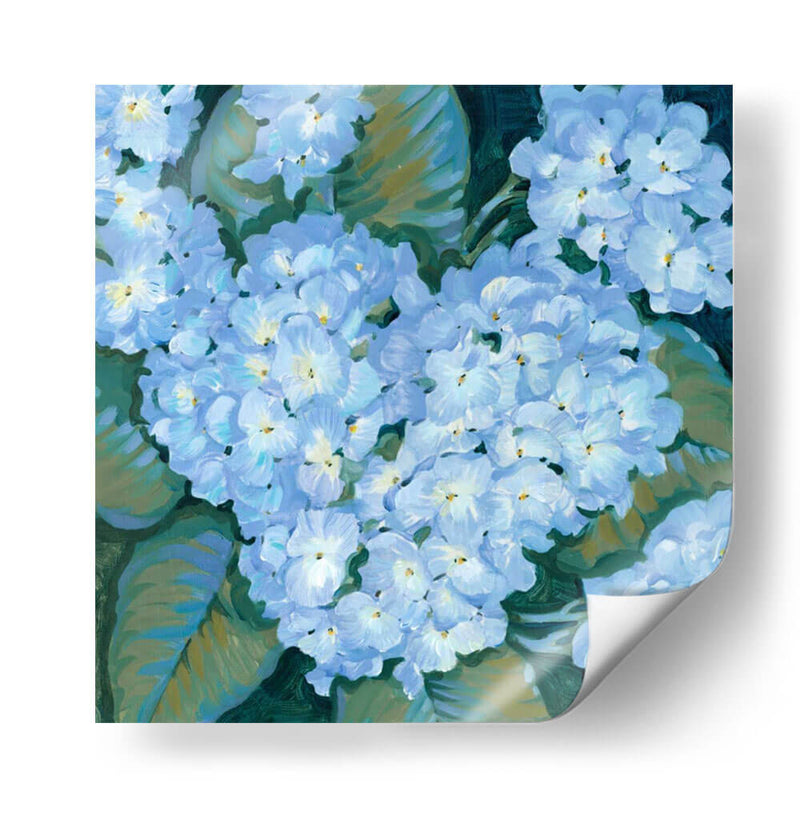 Hortensias Azules Ii - Tim OToole | Cuadro decorativo de Canvas Lab