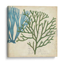 Superposición De Algas - Studio W | Cuadro decorativo de Canvas Lab