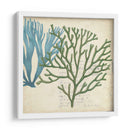 Superposición De Algas - Studio W | Cuadro decorativo de Canvas Lab