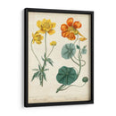 Bellezas De Verano Ii - Sydenham Edwards | Cuadro decorativo de Canvas Lab