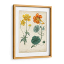 Bellezas De Verano Ii - Sydenham Edwards | Cuadro decorativo de Canvas Lab