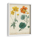 Bellezas De Verano Ii - Sydenham Edwards | Cuadro decorativo de Canvas Lab