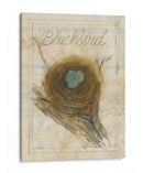 Nido - Mirlo - Elissa Della-Piana | Cuadro decorativo de Canvas Lab